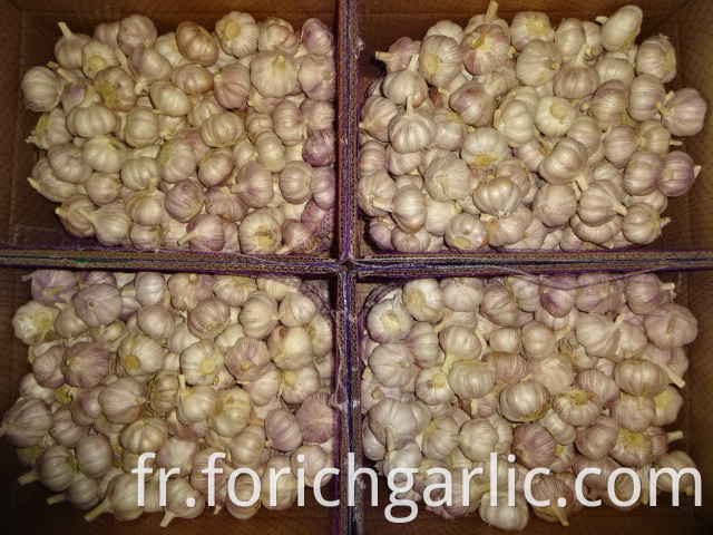 Fresh High Quality Normal Garlic 2019